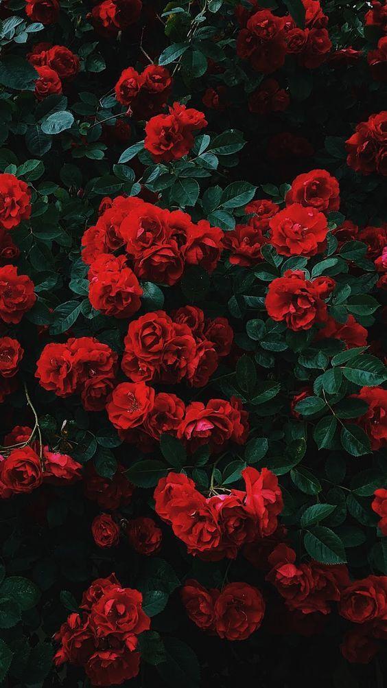 Harmony in Bloom: Nature's Symphony